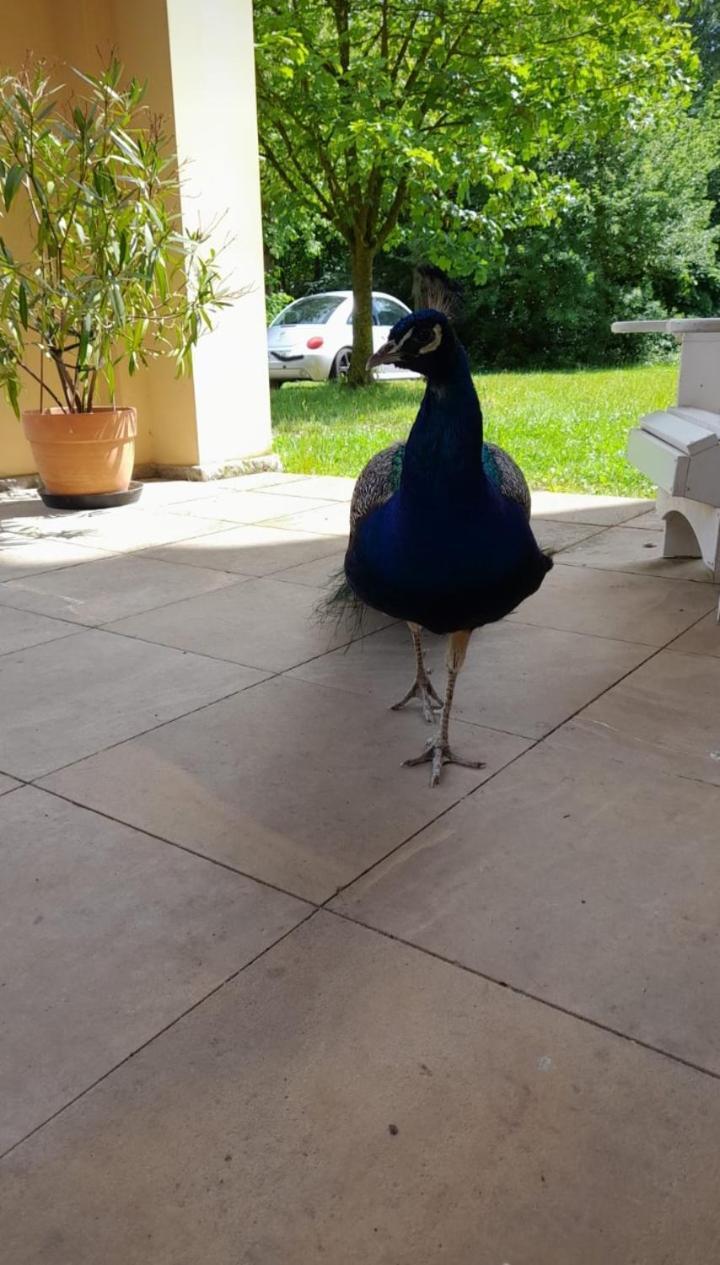 Schloss Tressow Bobitz 외부 사진